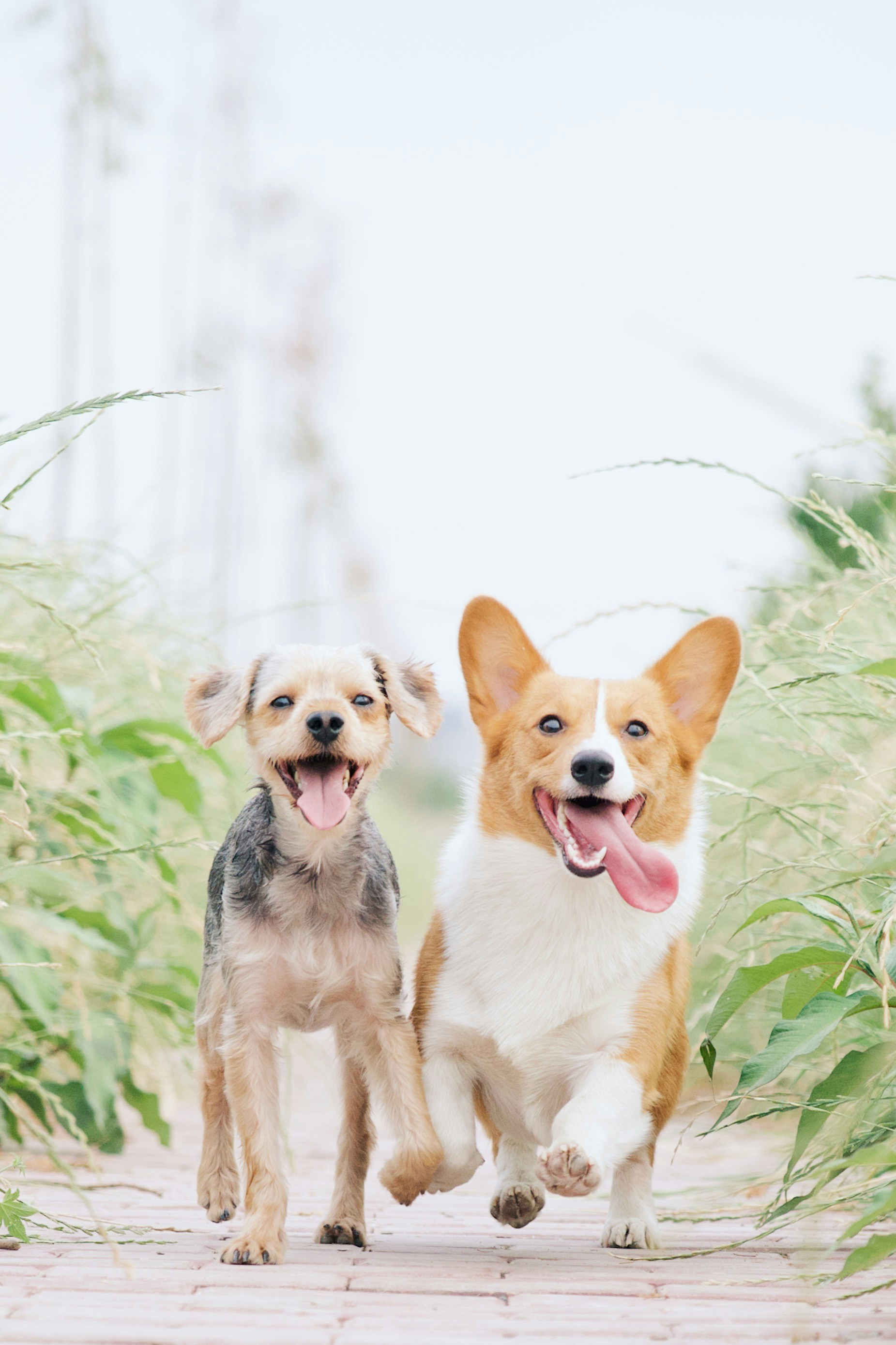 two dogs in grass