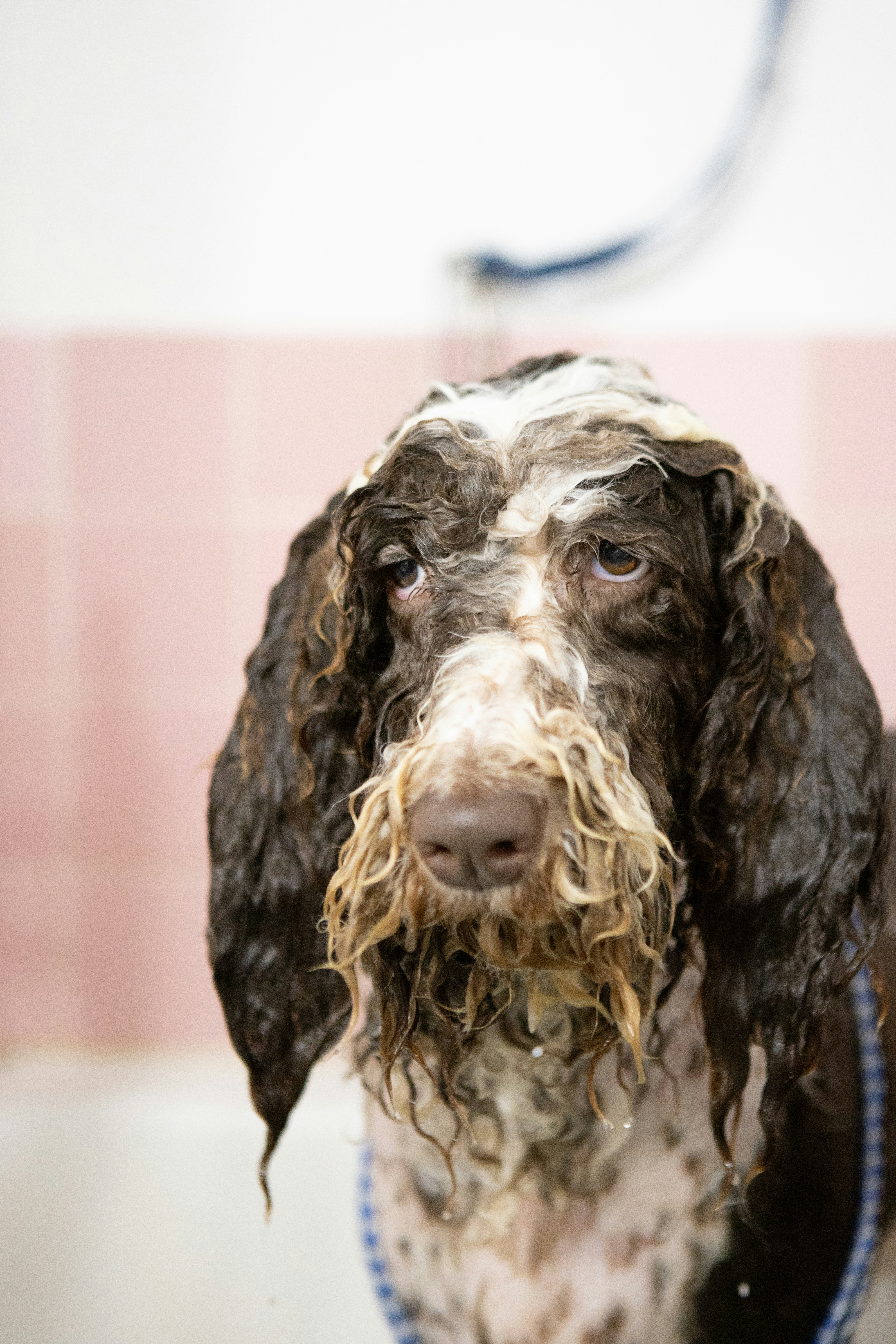 unhappy wet dog