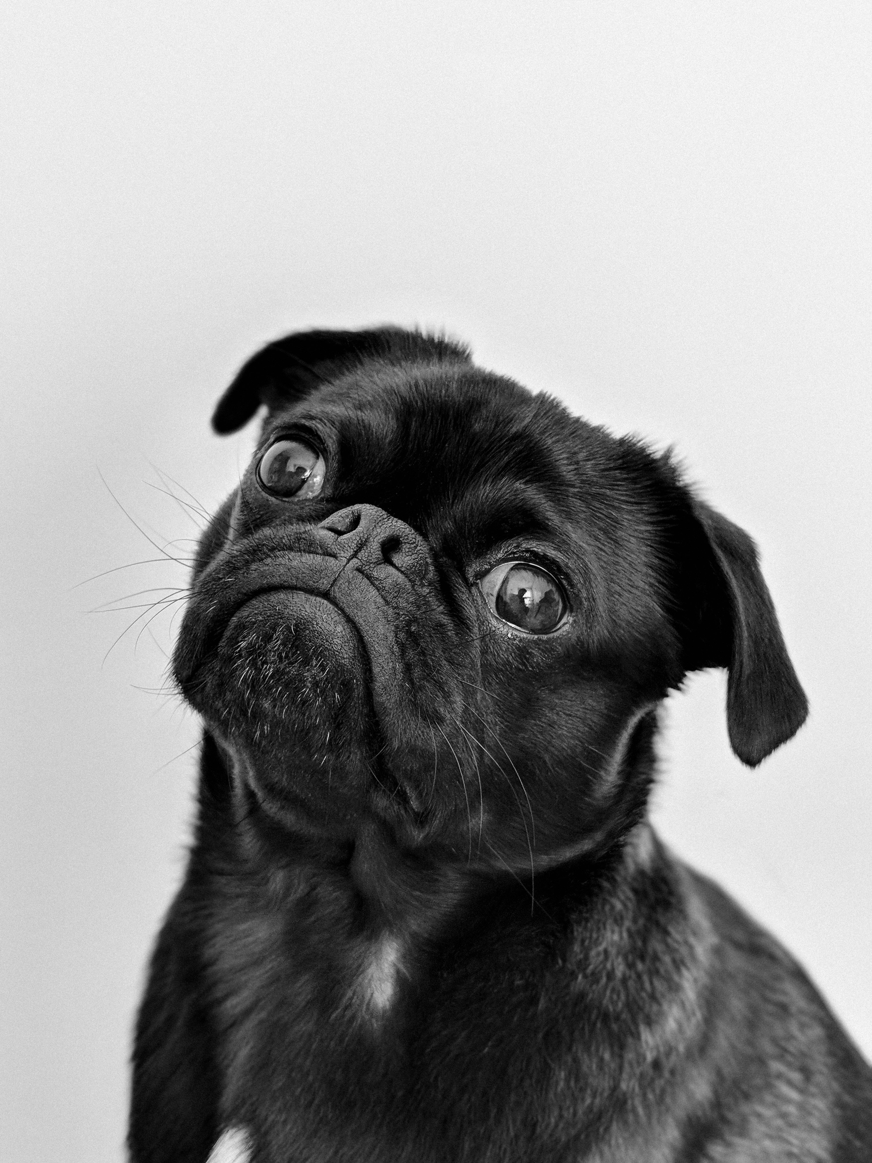 portrait of black pug