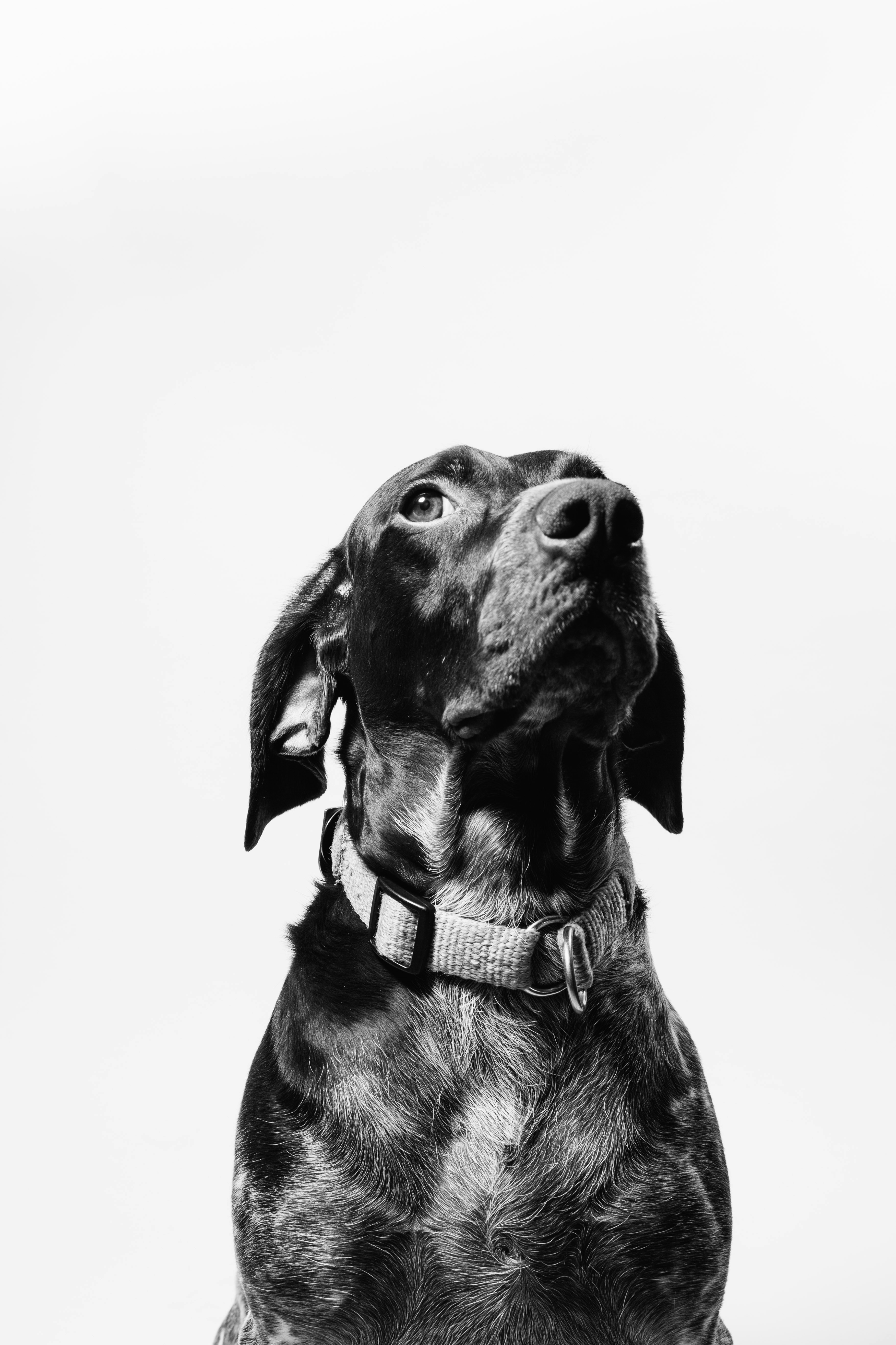 portrait of black dog looking up