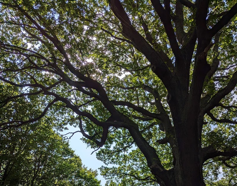 Sunlight filtering through the branches of a large tree in spring time