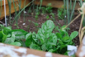 A small garden box planter with some leafy greens